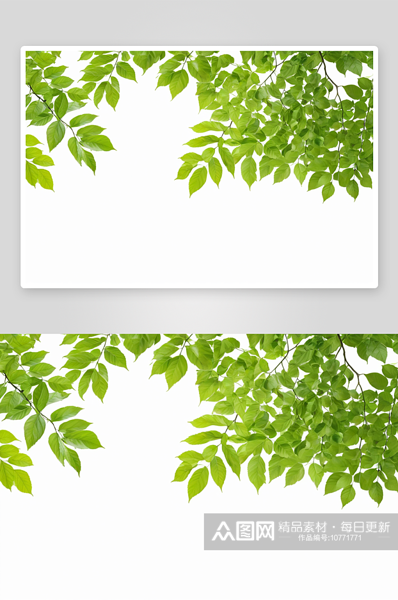绿叶孤立白色自然边界图片素材