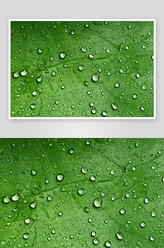 绿叶水滴背景图片