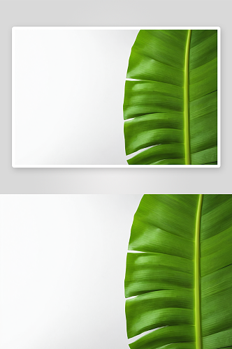 绿色新鲜芭蕉叶白色背景图片