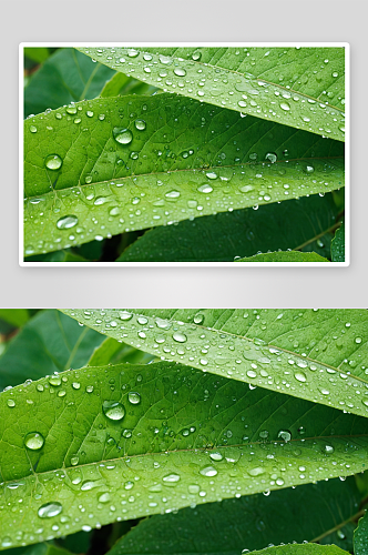 绿叶带着水滴图片