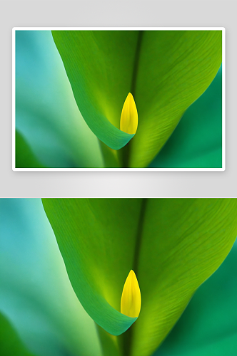 绿色马蹄莲叶子抽象图像图片