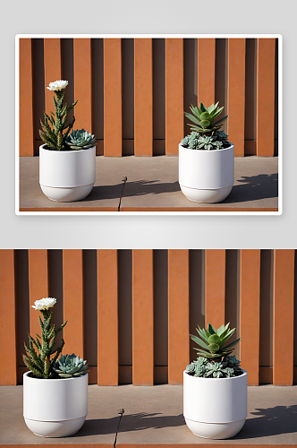 两种多肉植物白色花盆作现代户外装饰图片
