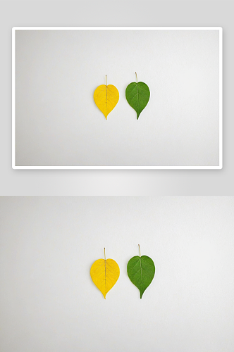 两片爱心树叶一黄一绿并排摆放白色背景图片