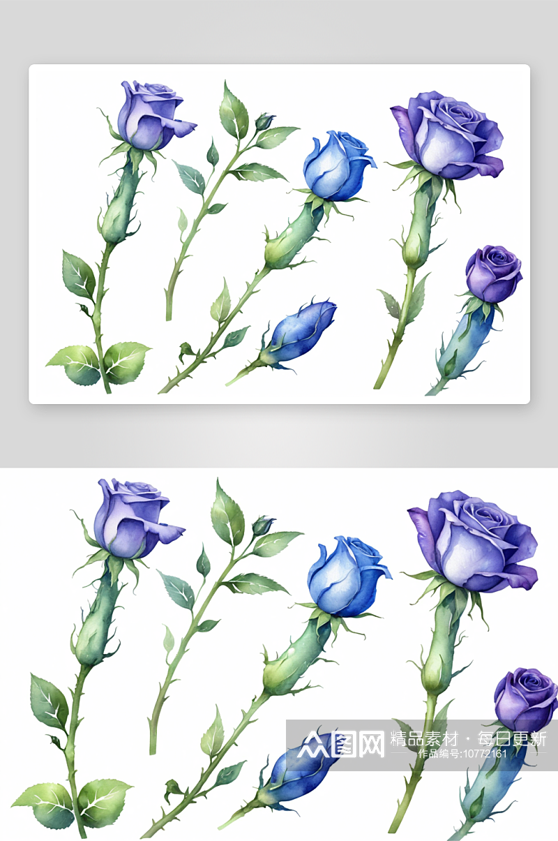 蓝色蔷薇属植物花水彩背景设置孤立茄子插图素材