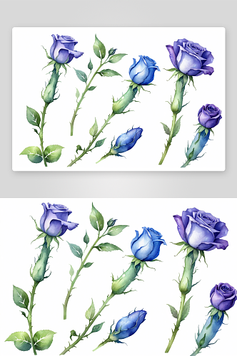 蓝色蔷薇属植物花水彩背景设置孤立茄子插图