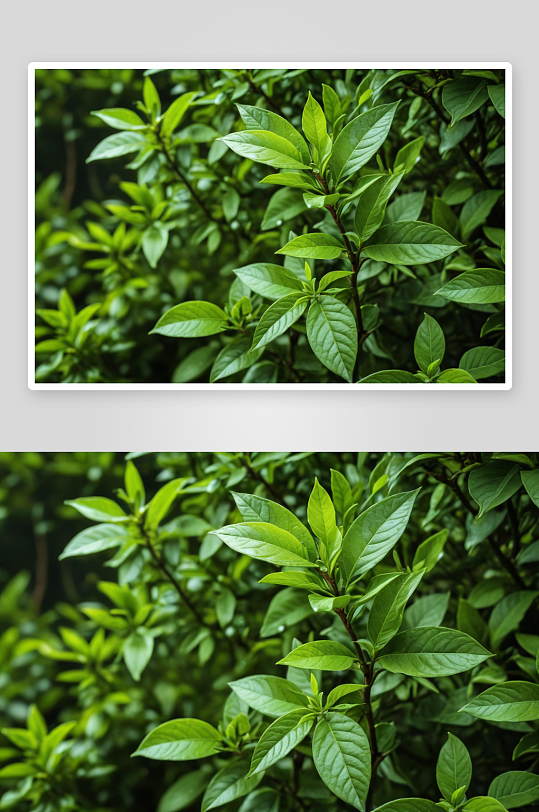 绿茶植物灌木背景图案环境自然自然纹理元素