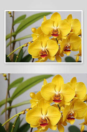 兰花黄色植物元素图片