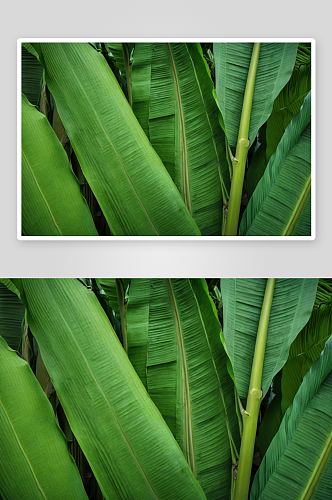 绿芭蕉叶背景图片