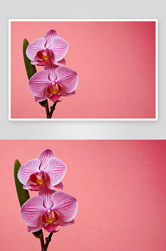 兰花花粉红色珊瑚色背景图片