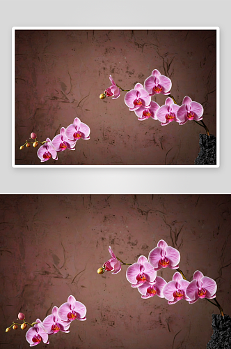 精致粉红色兰花垃圾墙设计元素图片