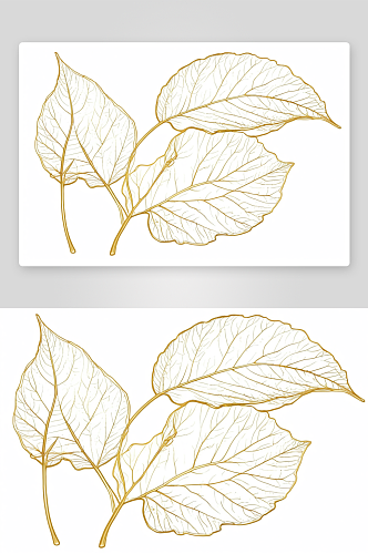 金轮廓植物学叶子插图孤立图片