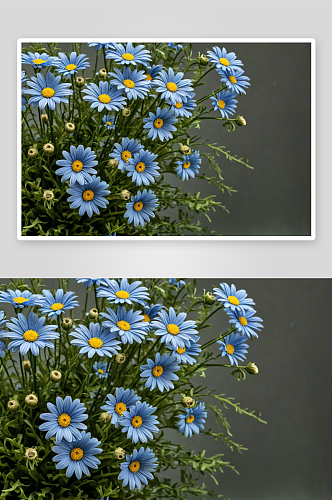 蓝色雏菊花作装饰元素图片