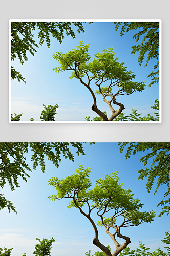 克蛤树落叶植物元素图片