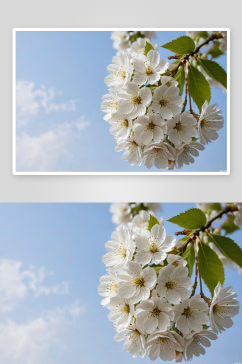 温柔白色樱花图片