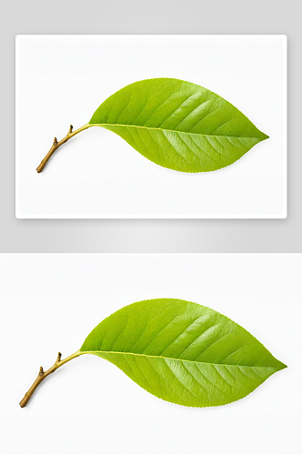 完整框架柠檬树叶子特写一个白色背景图片