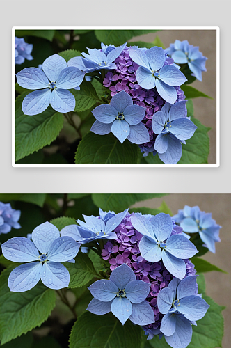 绣球蓝紫色花花蕾图片