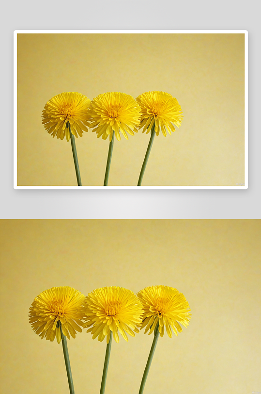 三朵黄色蒲公英花淡黄色背景图片