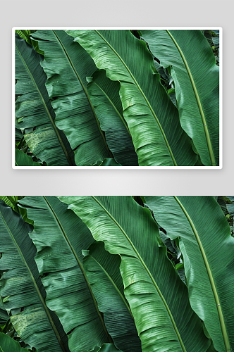 热带香蕉叶子图片