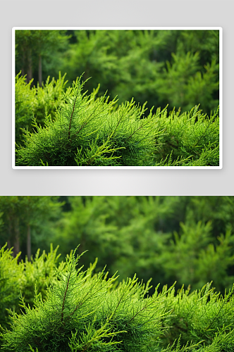 天然植物绿色背景小柏树特写空间图片