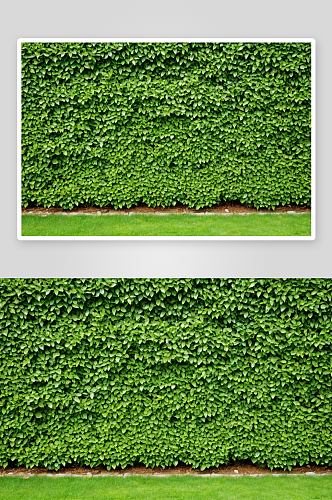 天然栅栏白绿叶背景图片