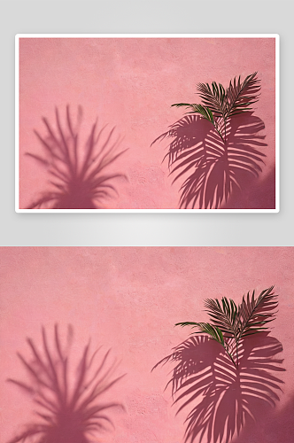 热带树叶阴影粉红色墙美丽石膏纹理图片