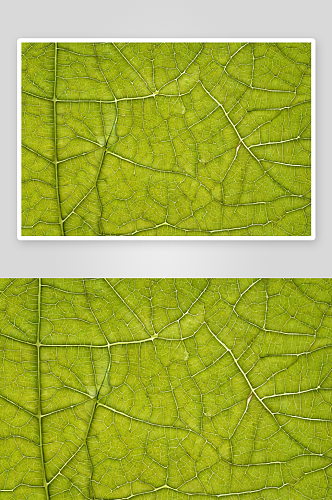 天然叶结构植物元素图片