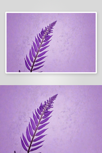 热带树叶颜色转换淡紫色图片