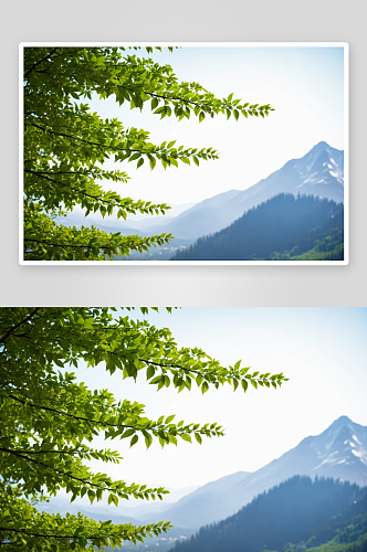 山景城绿色树叶分支空间图片