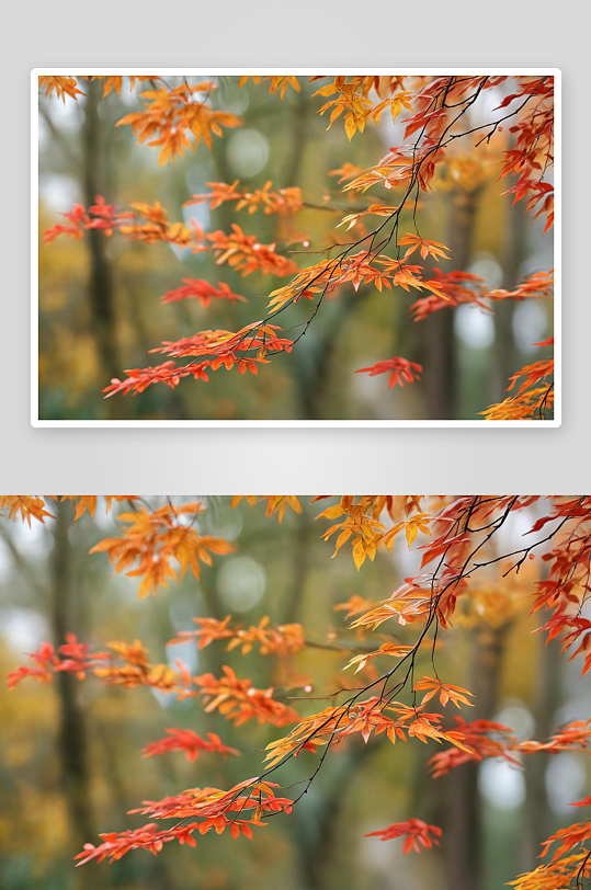 秋天颜色植物照片模糊元素图片