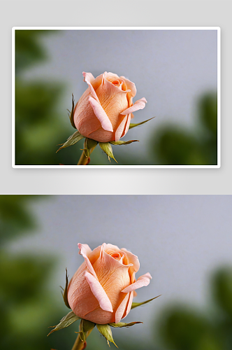 桃色玫瑰花蕾宏图片