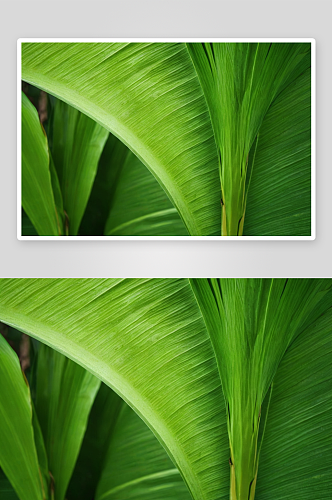 奇异叶子背景香蕉棕榈绿色叶子质地图片