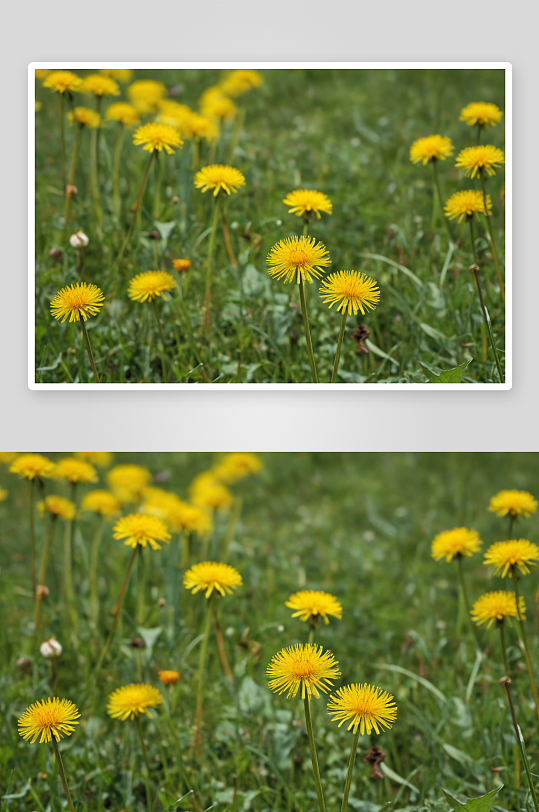 蒲公英野花植物元素图片