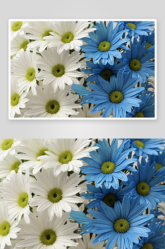 人造塑料丝绸雏菊白色蓝色雏菊花朵图像图片