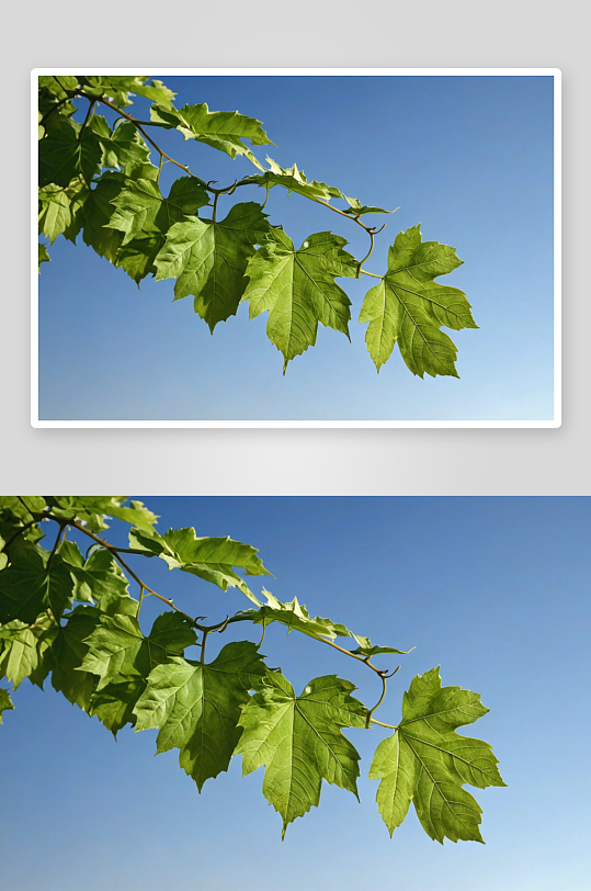 葡萄树叶植物元素图片
