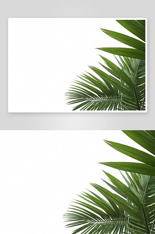 热带棕榈叶孤立白色背景空间图片