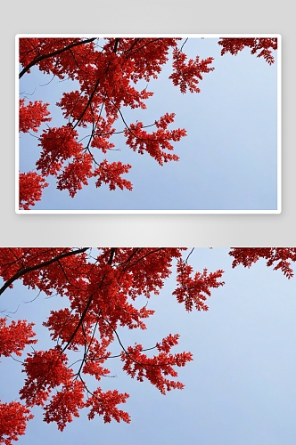 秋天树盛开红叶图片