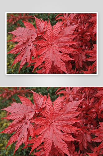 秋天森林灌木红叶图片