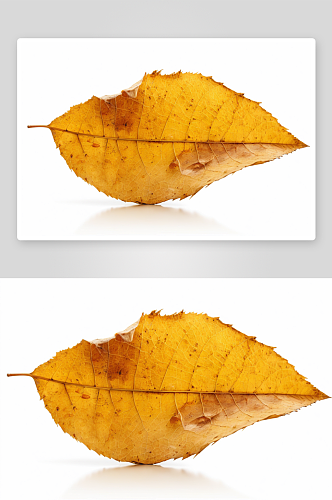 秋天飘落白色背景一片黄色干燥叶子图片