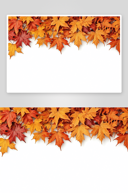 秋天枫叶秋天季节框架边界白色背景图片