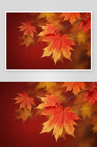 秋天枫叶红背景图片