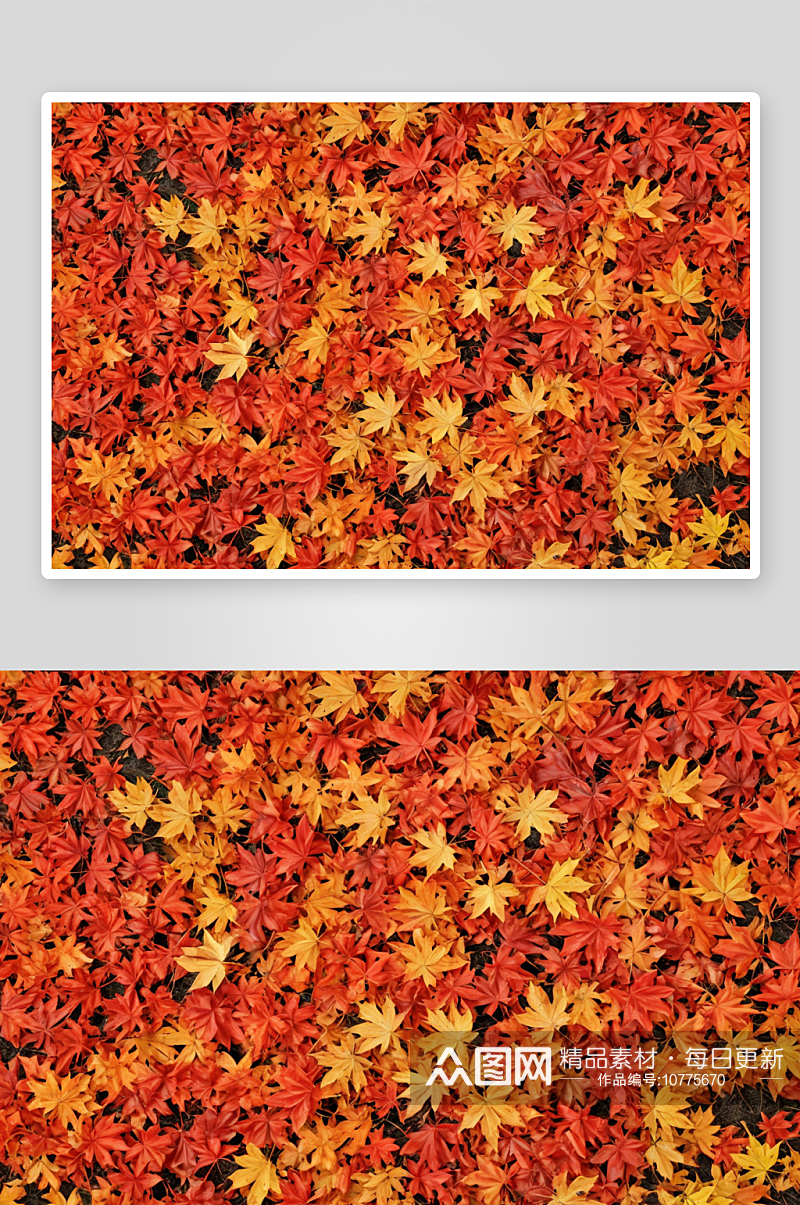 秋天枫树植物元素图片素材
