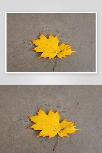 秋黄落叶植物元素图片