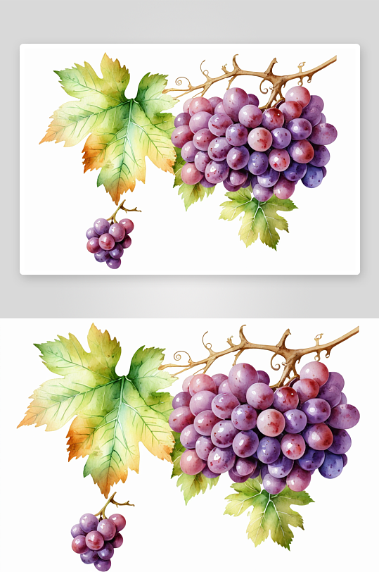 手绘水彩水果葡萄素素材插画图片