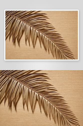 棕榈叶阴影米色背景一个美丽柳条纹理图片