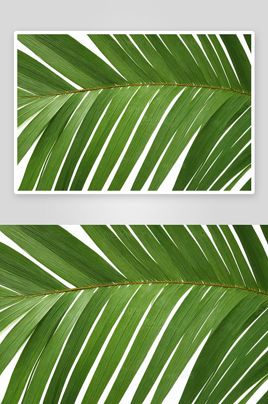 棕榈叶椰子叶背景长条图片