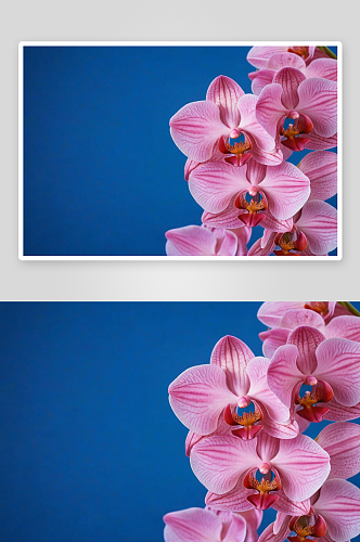 右侧有蓝色背景大粉红色蝴蝶兰花树枝图片
