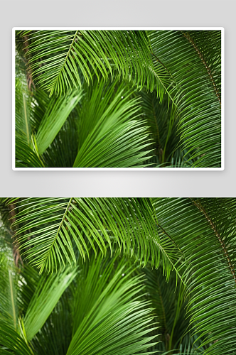 棕榈叶背景天然绿色背景图片