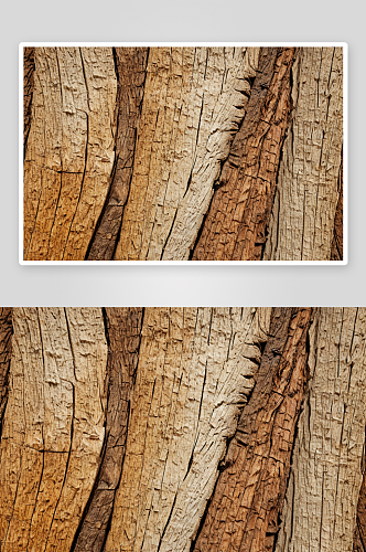 棕榈树树皮纹理背景图片