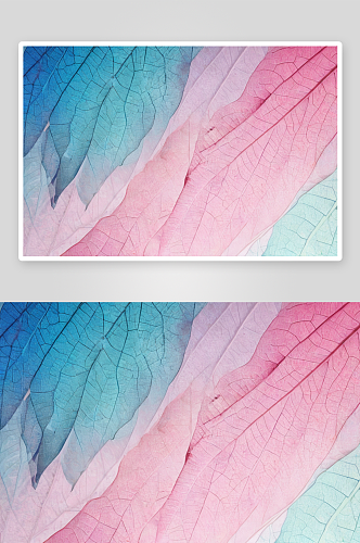 自然背景纹理透明叶子蓝色粉红色条纹图片