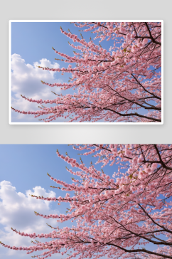 樱花樱花美丽自然背景图片